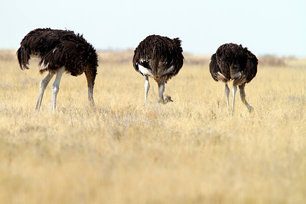 tres ostrichs común, parque nacional de etosha, namibia - avestruz fotografías e imágenes de stock