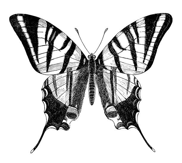 illustrations, cliparts, dessins animés et icônes de gravure de papillons isolé sur blanc papilio nautique - scarce swallowtail