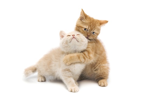 cats hugging eachself