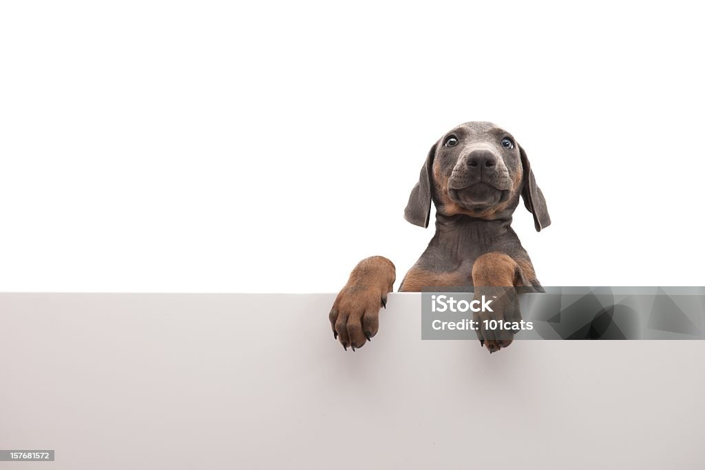 Desagradable perro - Foto de stock de Almohadillas - Pata de animal libre de derechos