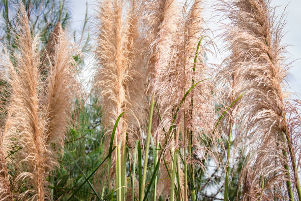 istock Poaceae grass flower on the lawn 1576817301