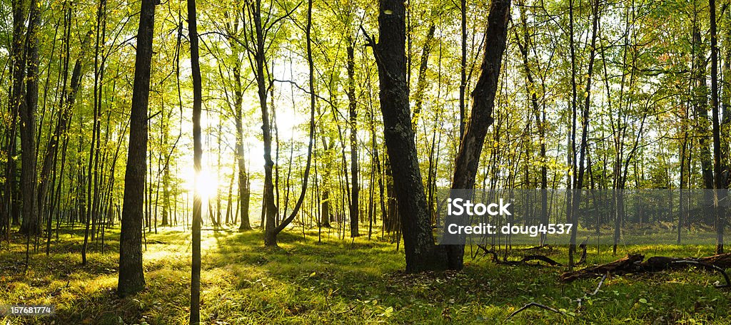 Open Forest Panorama  Forest Stock Photo