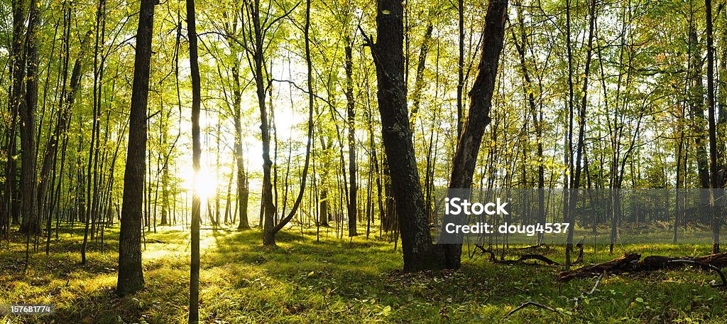 Open Forist Open Forest Panorama Stock Photo - Download Image Now - Forest, Sunbeam ...
