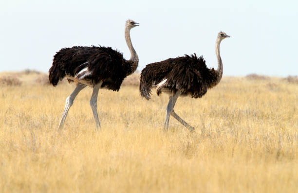 istock Two Common Ostrichs, Etosha National Park, Namibia 157681796