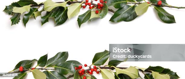 Real Holly Fronteira Sobre Fundo Branco - Fotografias de stock e mais imagens de Azevinho - Azevinho, Cor verde, Decoração de Natal