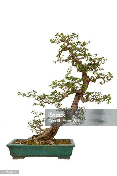 Foto de Flor De Papel Bonsai e mais fotos de stock de Bonsai - Bonsai, Branco, Torto