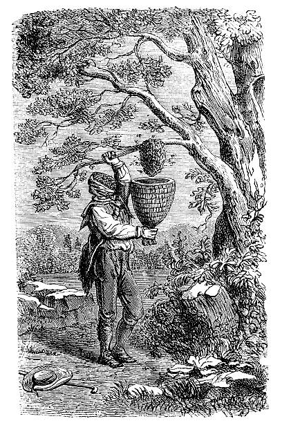 гравировка из пчеловод извлечение honey - working illustration and painting engraving occupation stock illustrations