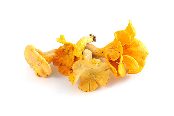 golden chanterelle mushroom  (cantharellus cibarius) - horoz mantarı stok fotoğraflar ve resimler