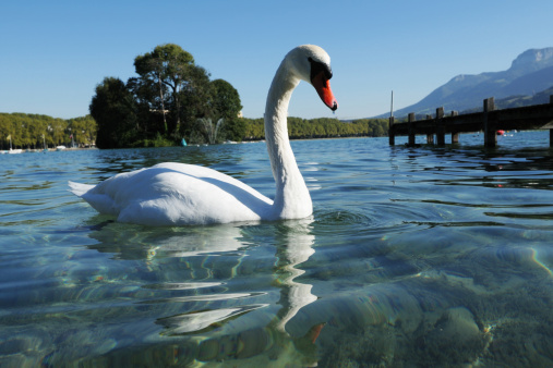Beautiful swan on the Hallstatt Lake (Austria) in spring time.
