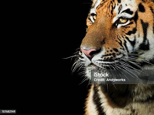 Tiger Primer Plano Foto de stock y más banco de imágenes de Tigre - Tigre, Fondo negro, Felino grande