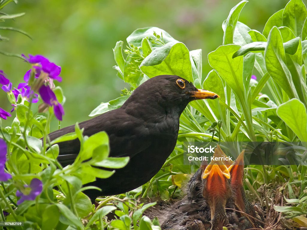 Keine Speisen mehr-Blackbird babys und Vater - Lizenzfrei Amsel Stock-Foto