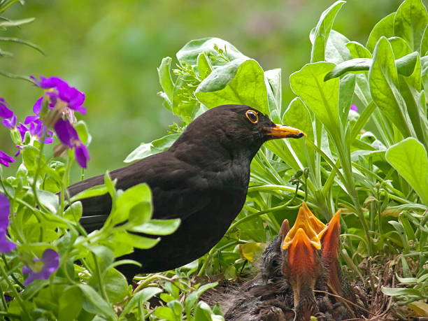 nie jeść już-blackbird pielęgnacji i ojciec - futter zdjęcia i obrazy z banku zdjęć