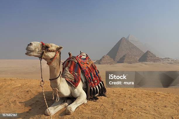 Camello Frente A Las Pirámides Foto de stock y más banco de imágenes de Camello - Camello, Cultura egipcia, Egipto