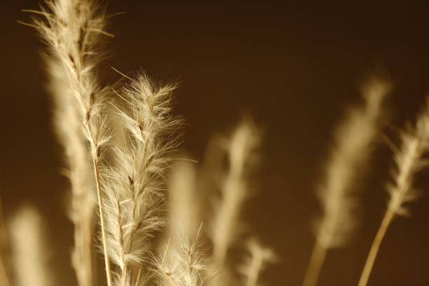 A close-up image capturing sunlit grass blades with a soft focus, showcasing vivid green hues and natural textures, creating a serene and peaceful outdoor atmosphere