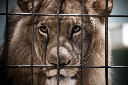 Lion Portrait Behind The Bars