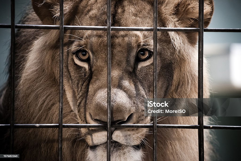 Lion Portrait Behind The Bars Lion - Feline Stock Photo