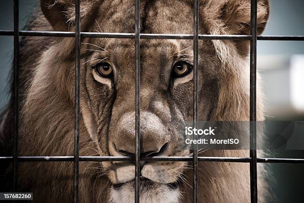 Lion Portrait Behind The Bars Stock Photo - Download Image Now - Lion - Feline, Zoo, Cage