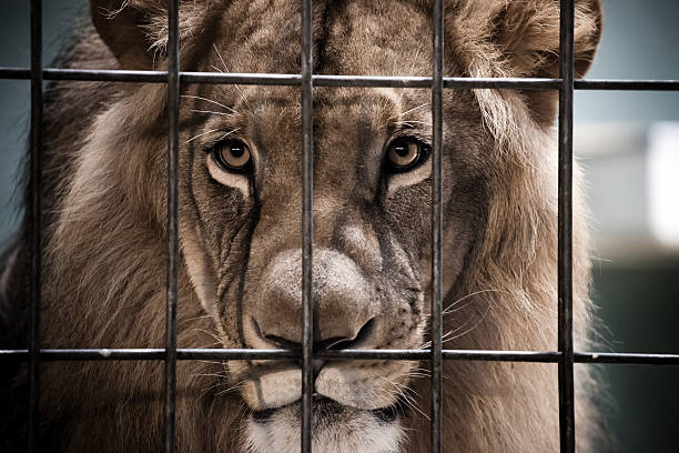 lion portrait behind the bars - animals in captivity stok fotoğraflar ve resimler