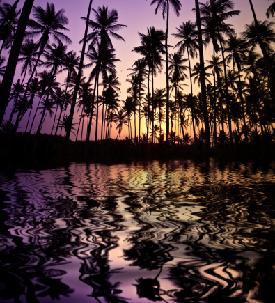 Tropical coconut trees refection on a lagoon at sunset. Coconut trees in silhouettes
