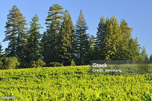 Виноградник — стоковые фотографии и другие картинки Anderson Valley - Anderson Valley, Без людей, Вечнозелёное дерево