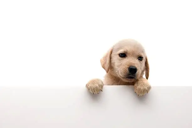 Photo of little dog