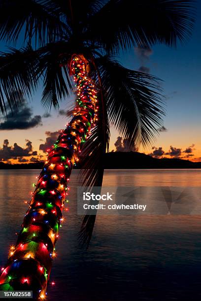 Christmas Lights Auf Palme Am Strand Am Karibischen Meer Stockfoto und mehr Bilder von Weihnachten