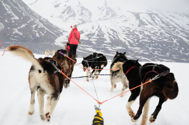 Siberian Husky Dogsledding in winter
