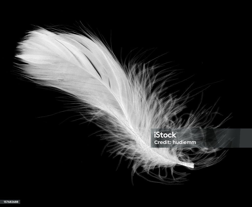 White feather isolated on a black background White feather isolated on a black background. Feather Stock Photo