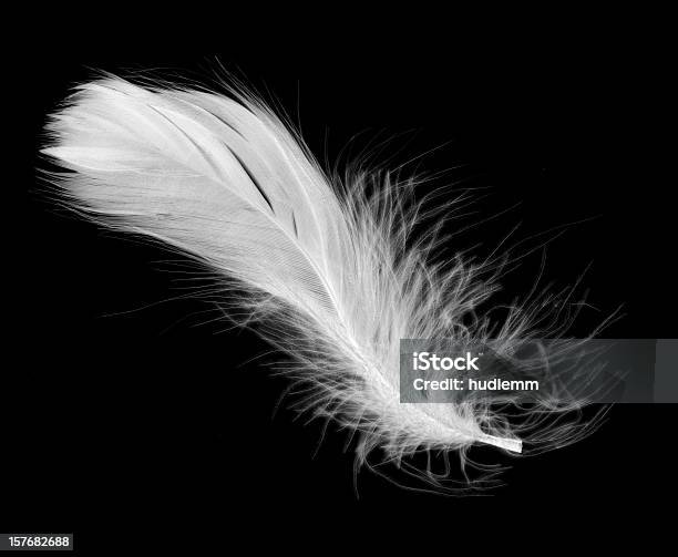 White Feather Isolated On A Black Background Stock Photo - Download Image Now - Feather, White Color, Angel