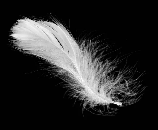 Photo of White feather isolated on a black background