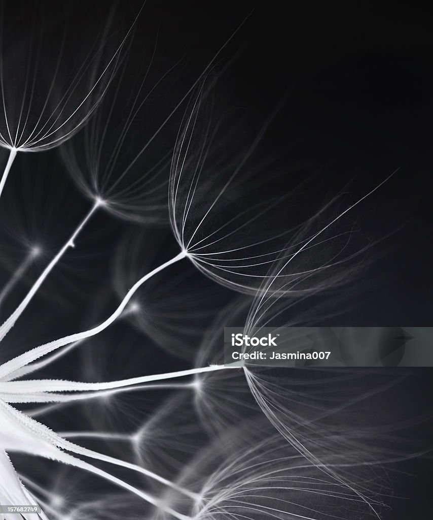 Dandelion seed Abstract dandelion seed Black And White Stock Photo