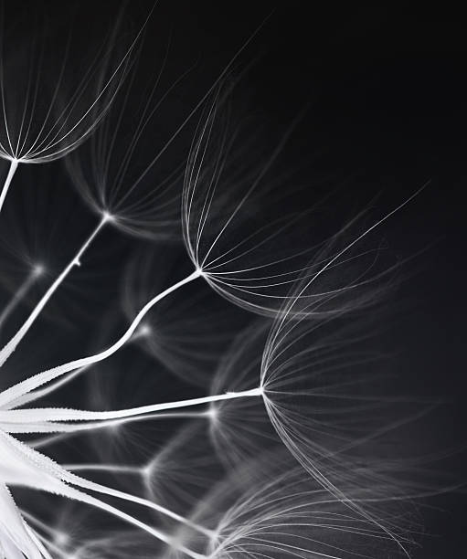 Dandelion seed Abstract dandelion seed pappus stock pictures, royalty-free photos & images