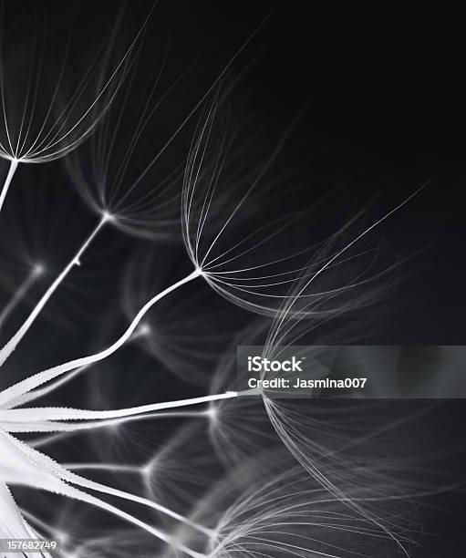 Dandelion Seed Stock Photo - Download Image Now - Black And White, Dandelion, Flower