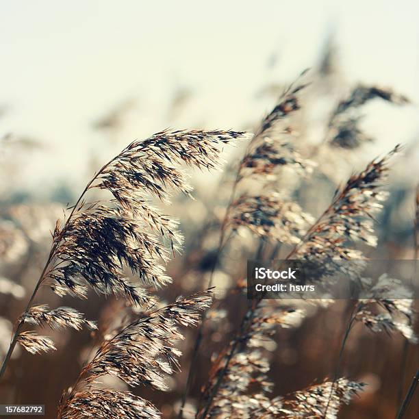 Photo libre de droit de Manipulation Des Couleurs Au Reed Grass Famille banque d'images et plus d'images libres de droit de Automne - Automne, Carré - Composition, Carré - Forme bidimensionnelle