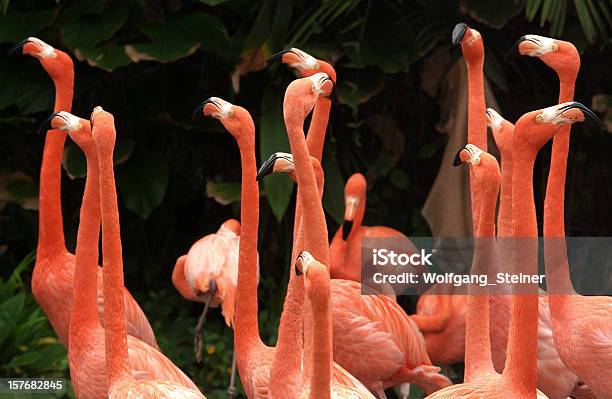 Flamingo Escuela Ve Foto de stock y más banco de imágenes de Flamenco - Ave de agua dulce - Flamenco - Ave de agua dulce, Animal, Belleza