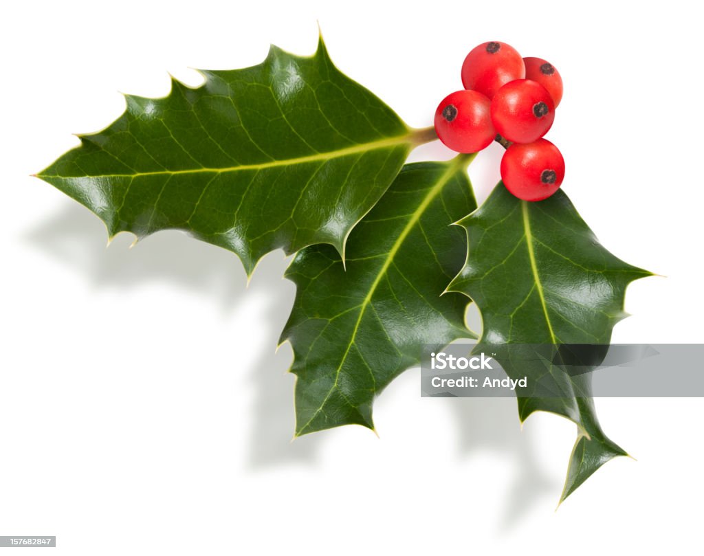 Holly Ramoscello isolato - Foto stock royalty-free di Agrifoglio