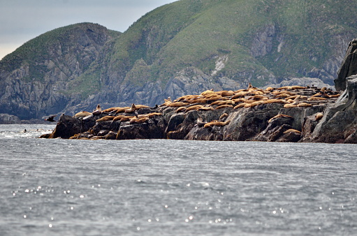 Steller sea lions at the Cape St James rookery, Haida Gwaii, British Columbia, Canada