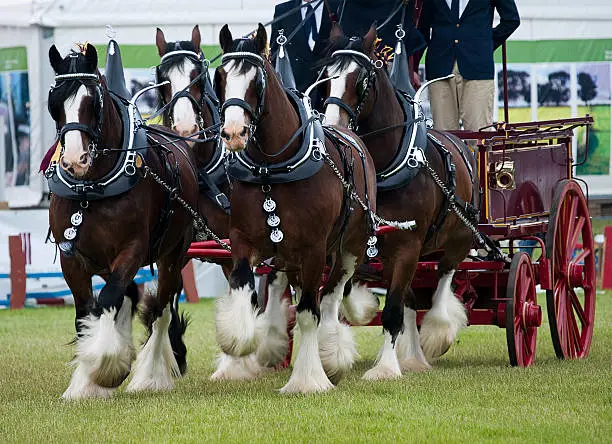 Photo of Team of Clydesdale horses pulling a cart