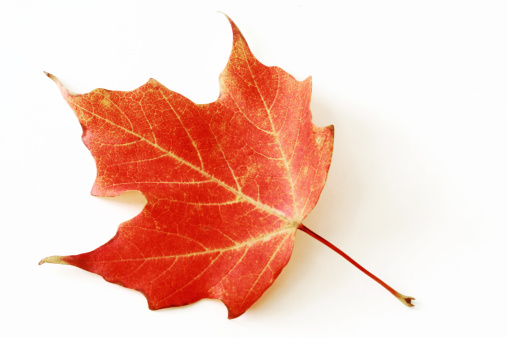 Red sugar maple leaf isolated on white background