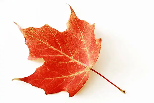Photo of Red Sugar Maple Leaf