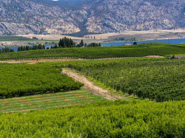 istock Town of Osoyoos 1576830535