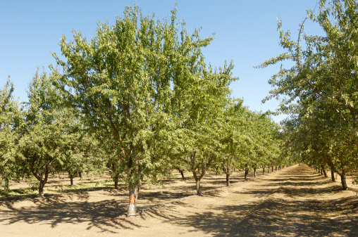 Almond (Prunus dulcis) orchard with ripening fruit on trees.