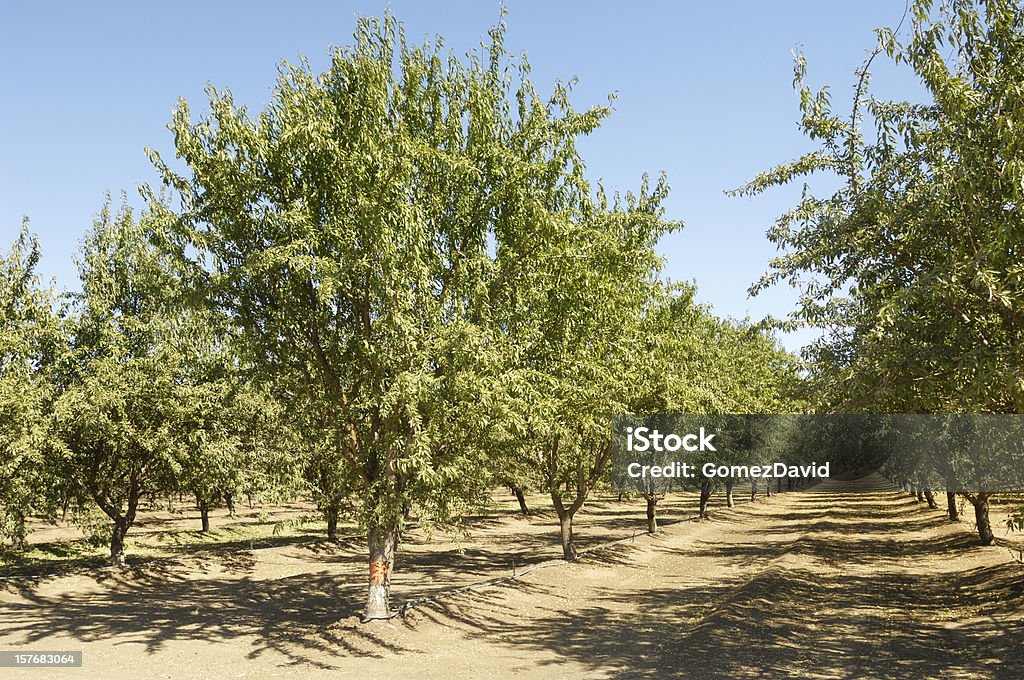 Pomar de amêndoa com frutas em árvores - Foto de stock de Amendoeira royalty-free