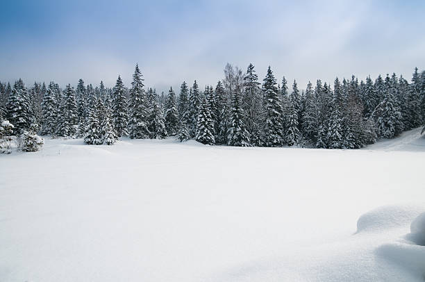 Winter Landscape with Snow and Trees stock photo