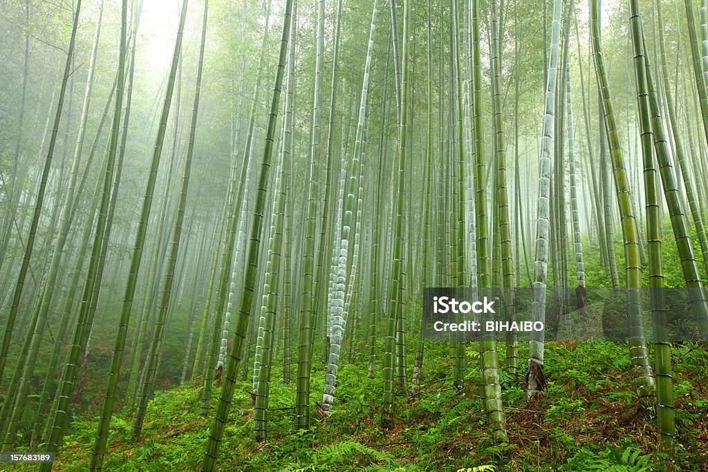 bosquet du bambou - Photo de Bambou libre de droits