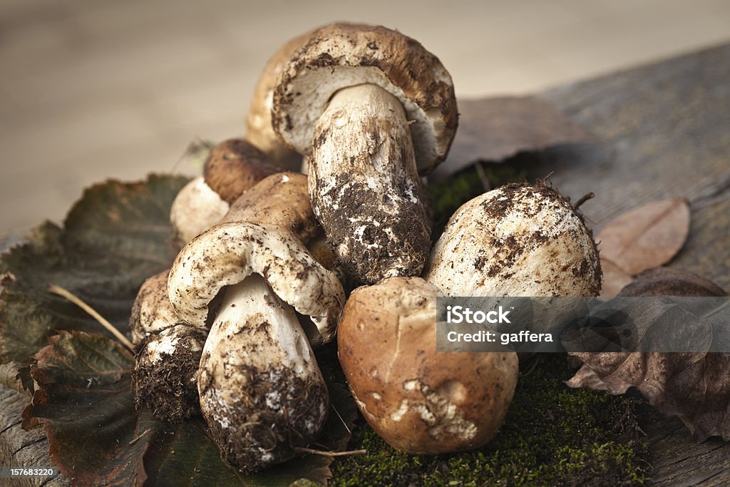 porcini - Lizenzfrei Blatt - Pflanzenbestandteile Stock-Foto