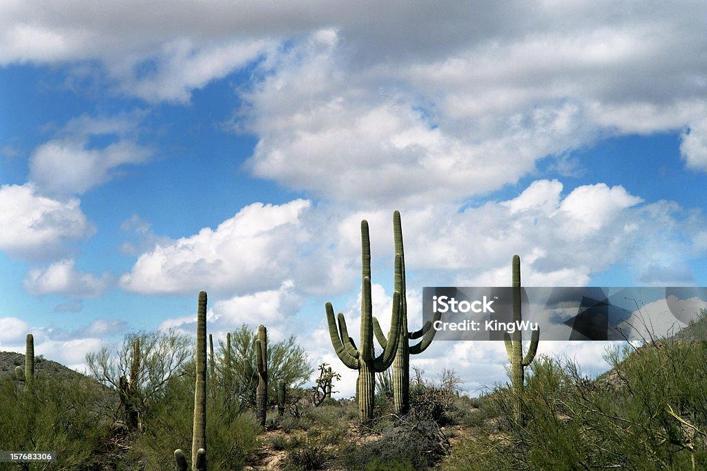 Paesaggio del deserto - Foto stock royalty-free di Arizona