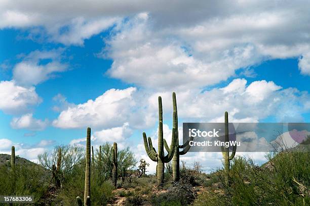 Paesaggio Del Deserto - Fotografie stock e altre immagini di Arizona - Arizona, Phoenix - Arizona, Stato di Sonora