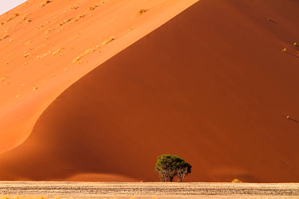 Red dunes with tree at Sossusvlei, Namibia  namib sand sea stock pictures, royalty-free photos & images