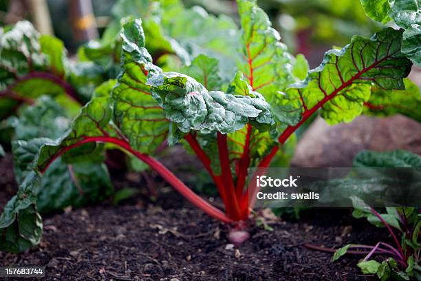 Acelga Roja Foto de stock y más banco de imágenes de Acelga - Acelga, Acelga roja, Hoja